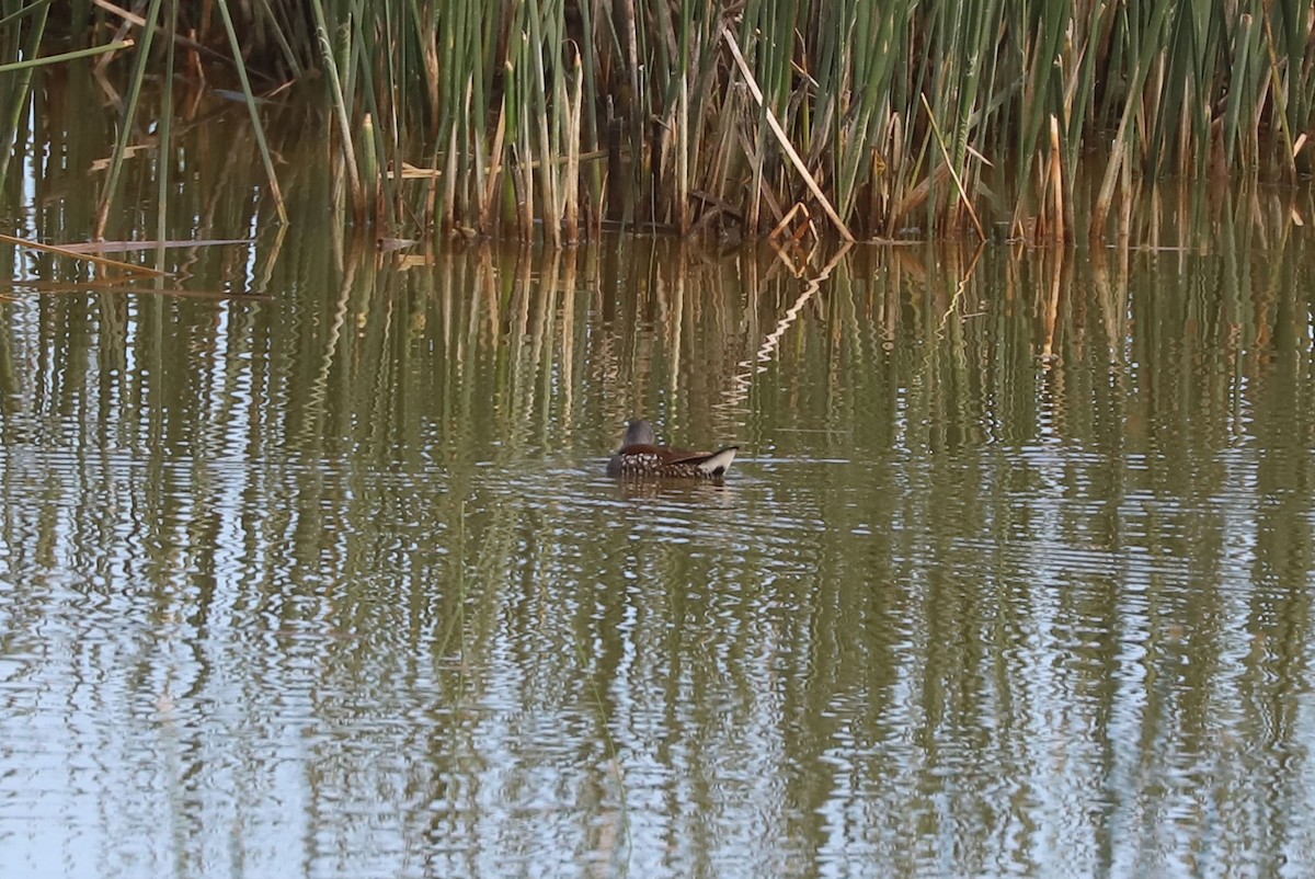 Spot-flanked Gallinule - ML646915182