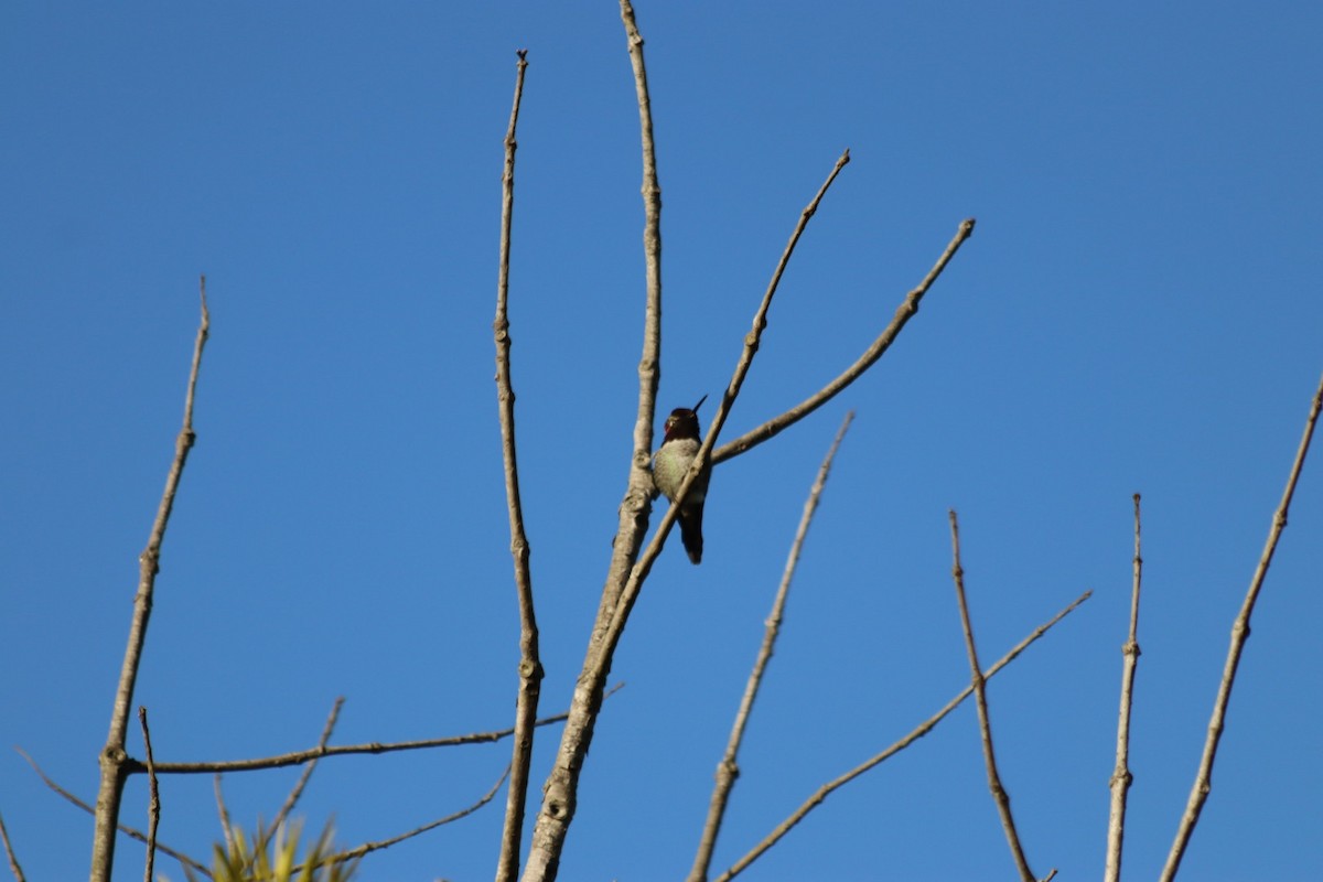 Anna's Hummingbird - ML646915184