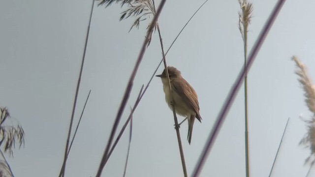 Marsh Warbler - ML646915186