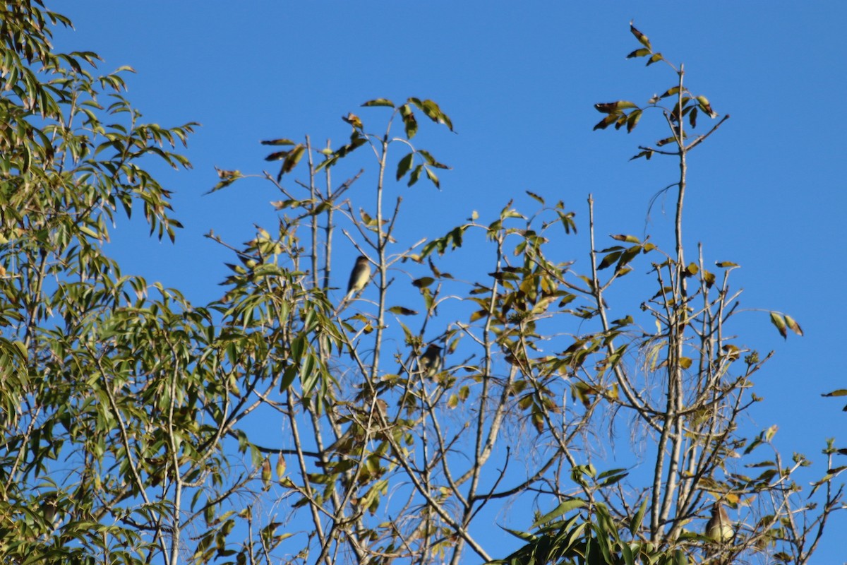 Cedar Waxwing - ML646915195