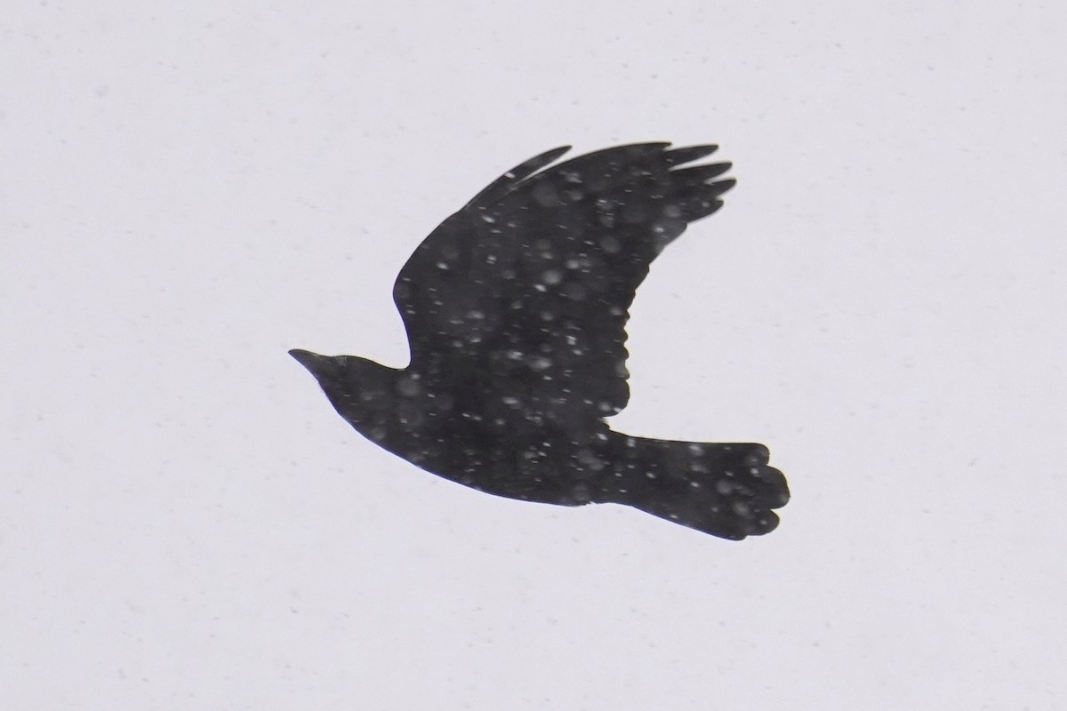 Cuervo Americano - ML646915196