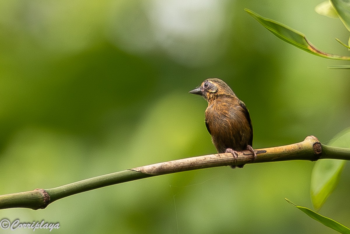 African Piculet - ML646915197