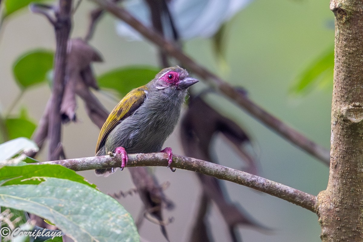 African Piculet - ML646915198