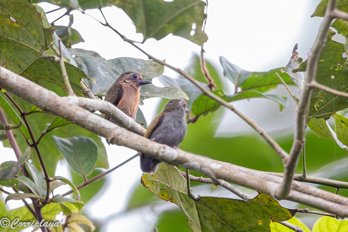 African Piculet - ML646915199