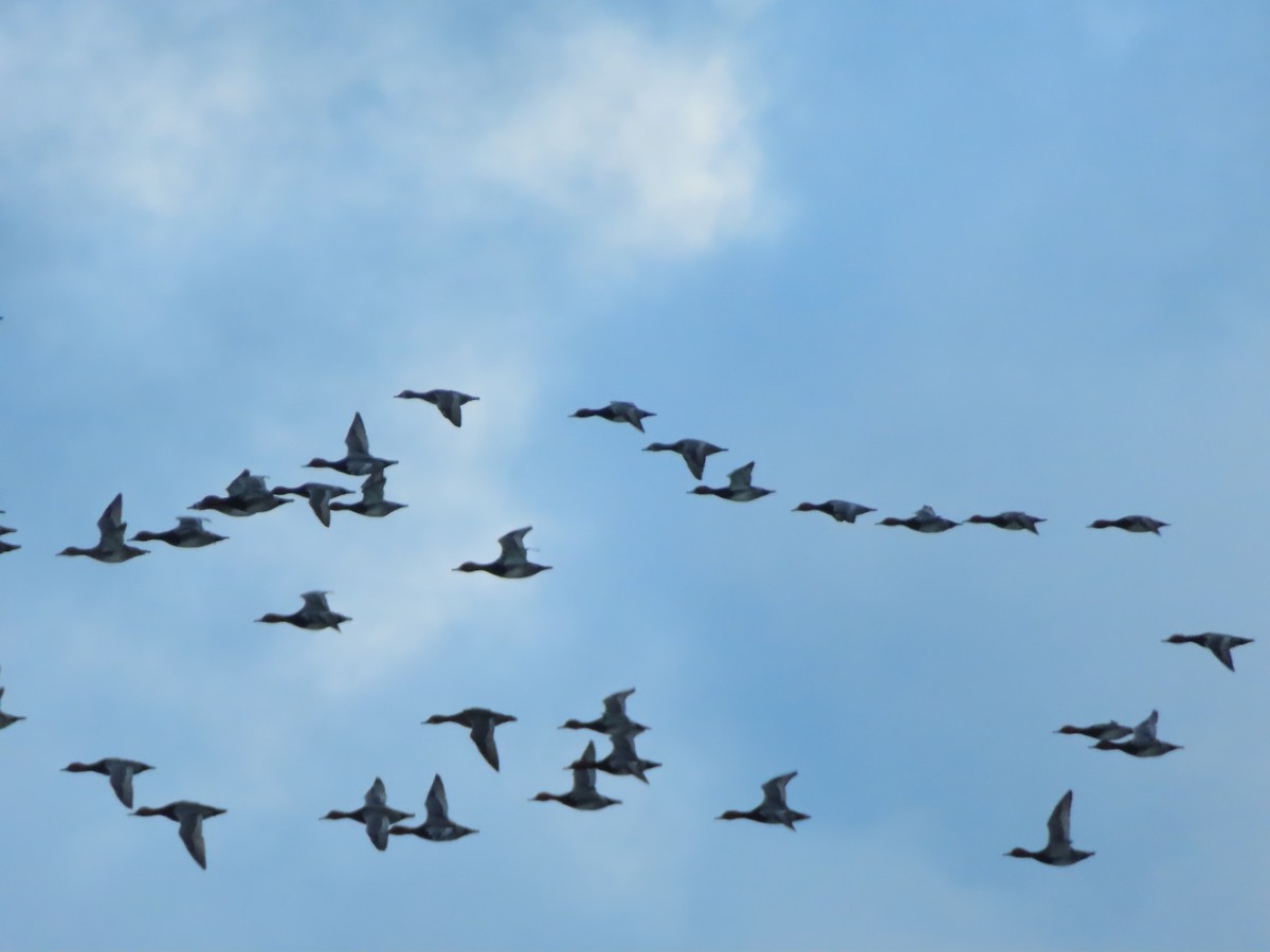 Redhead - ML646915202