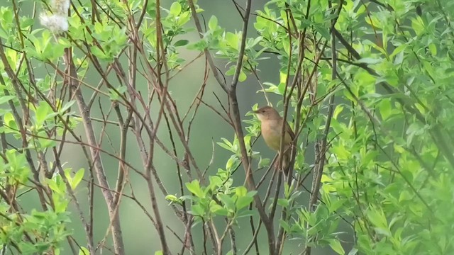 Обыкновенный сверчок - ML646915203