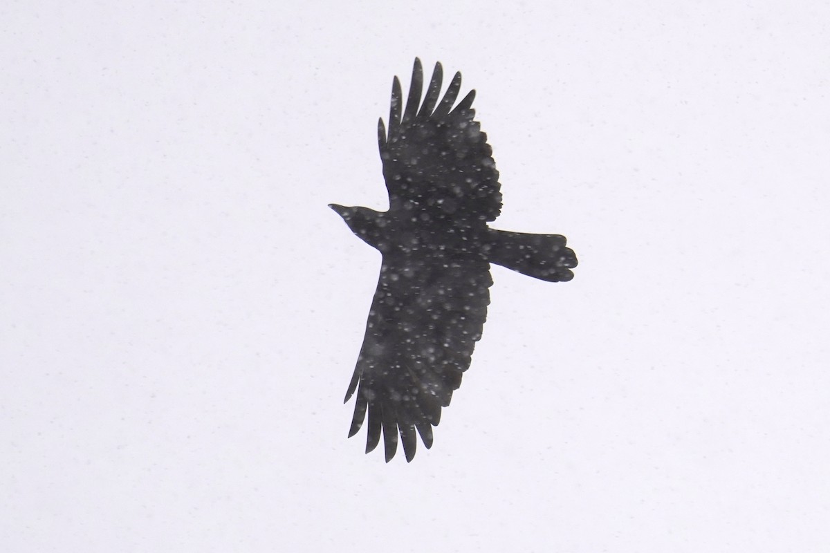 Cuervo Americano - ML646915205