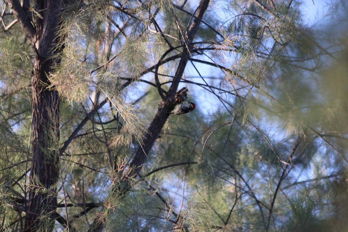 Nuttall's Woodpecker - ML646915206