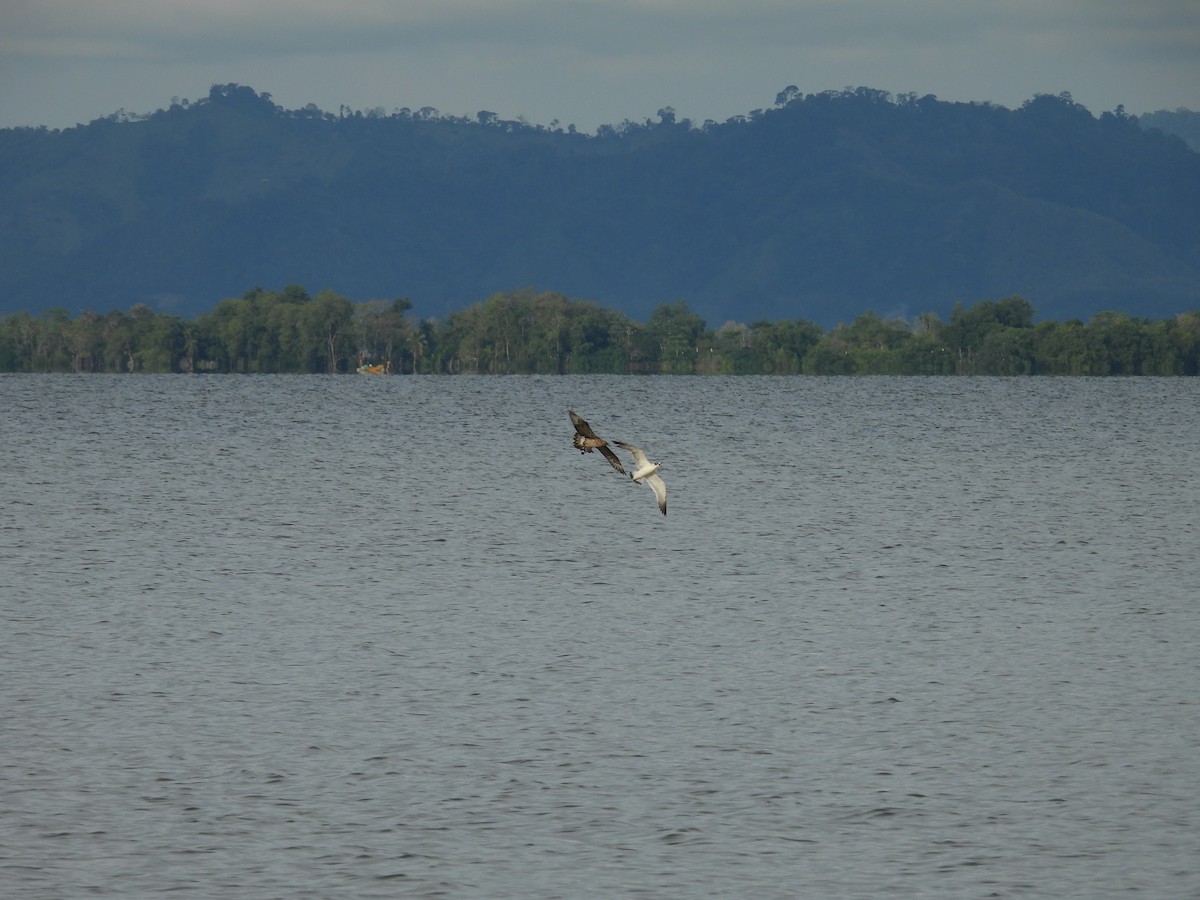 Pomarine Jaeger - ML646915211