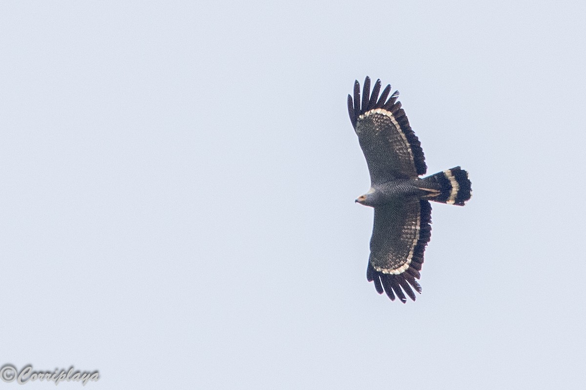 African Harrier-Hawk - ML646915212