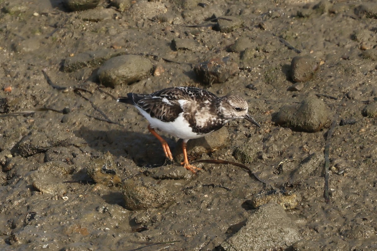 Taşçeviren - ML646915216