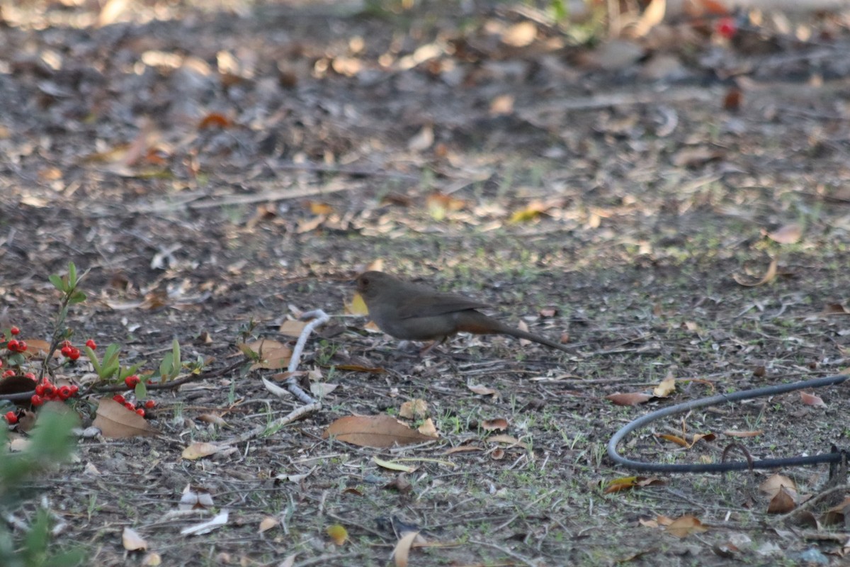 California Towhee - ML646915217