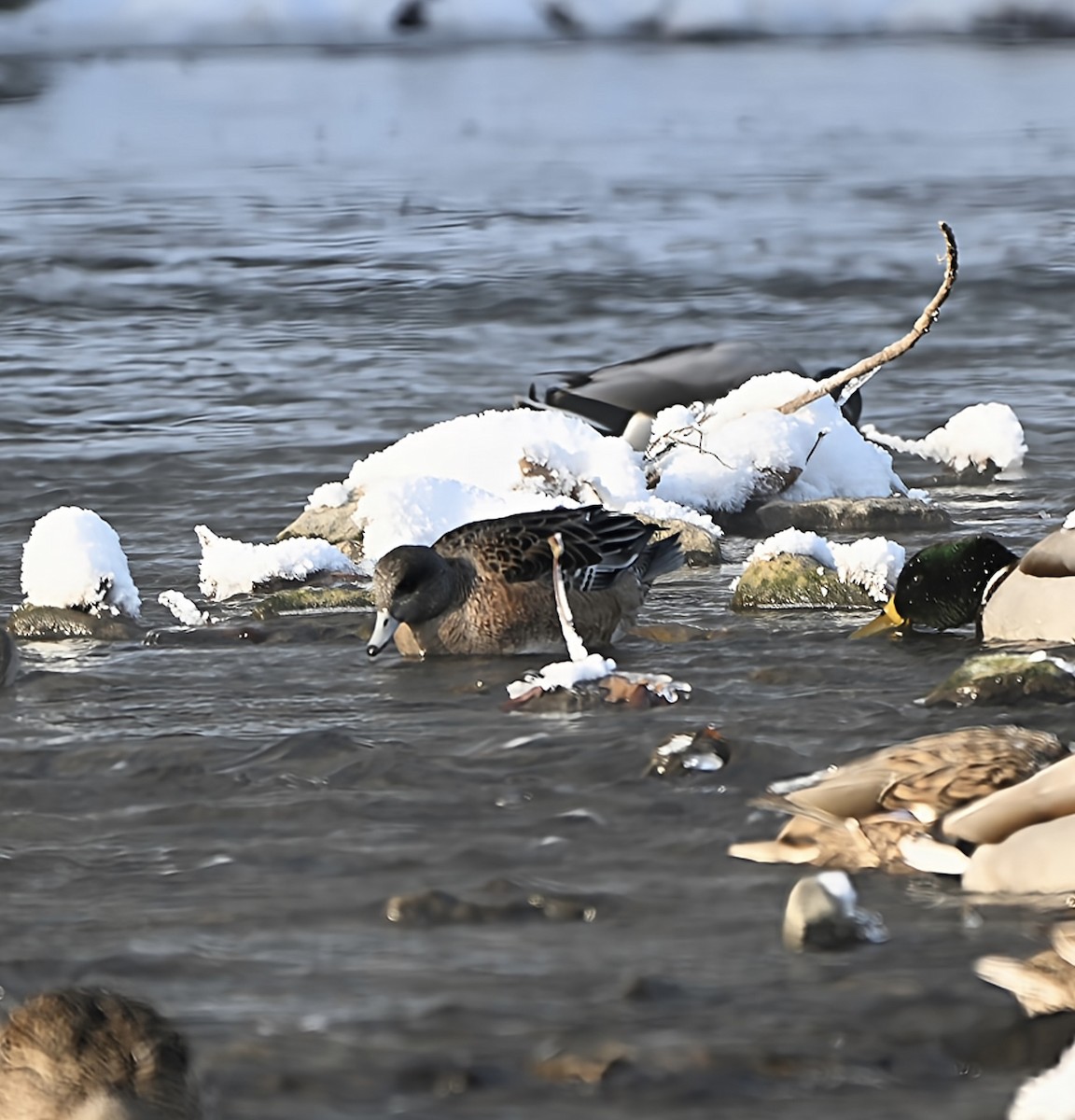 アメリカヒドリ - ML646915223