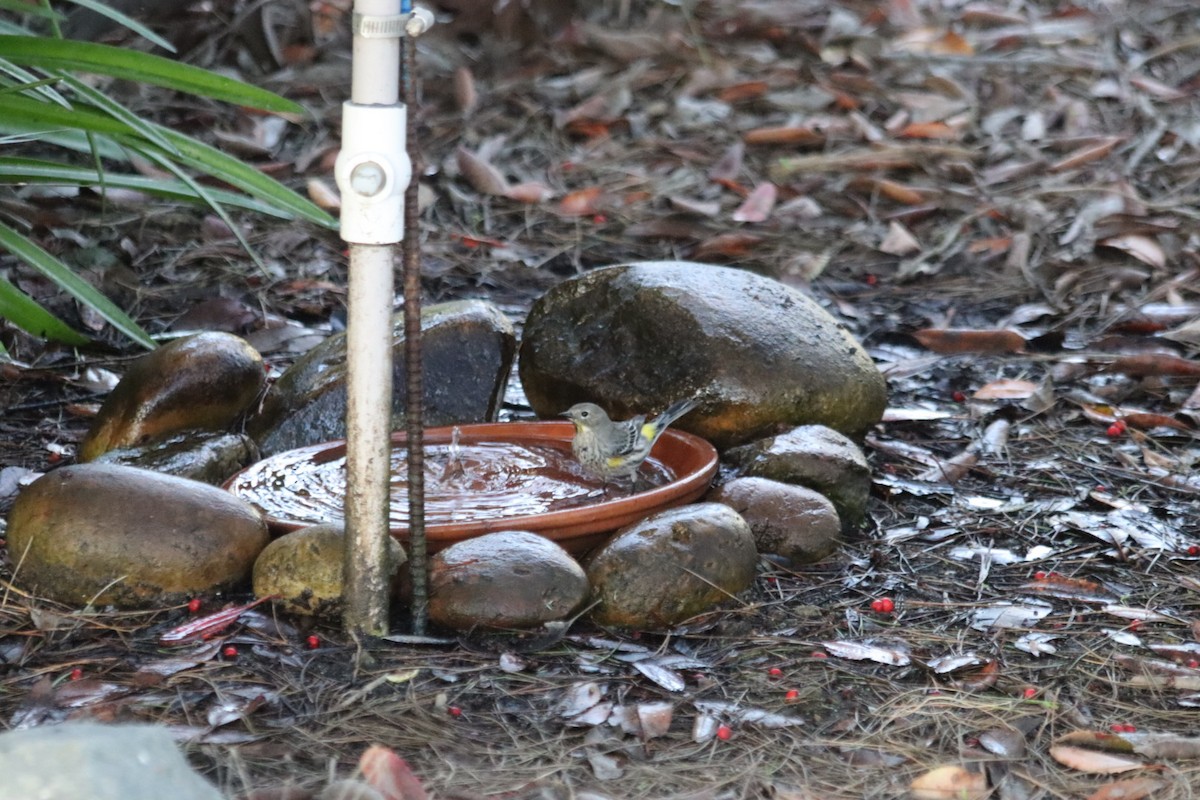 Yellow-rumped Warbler - ML646915224