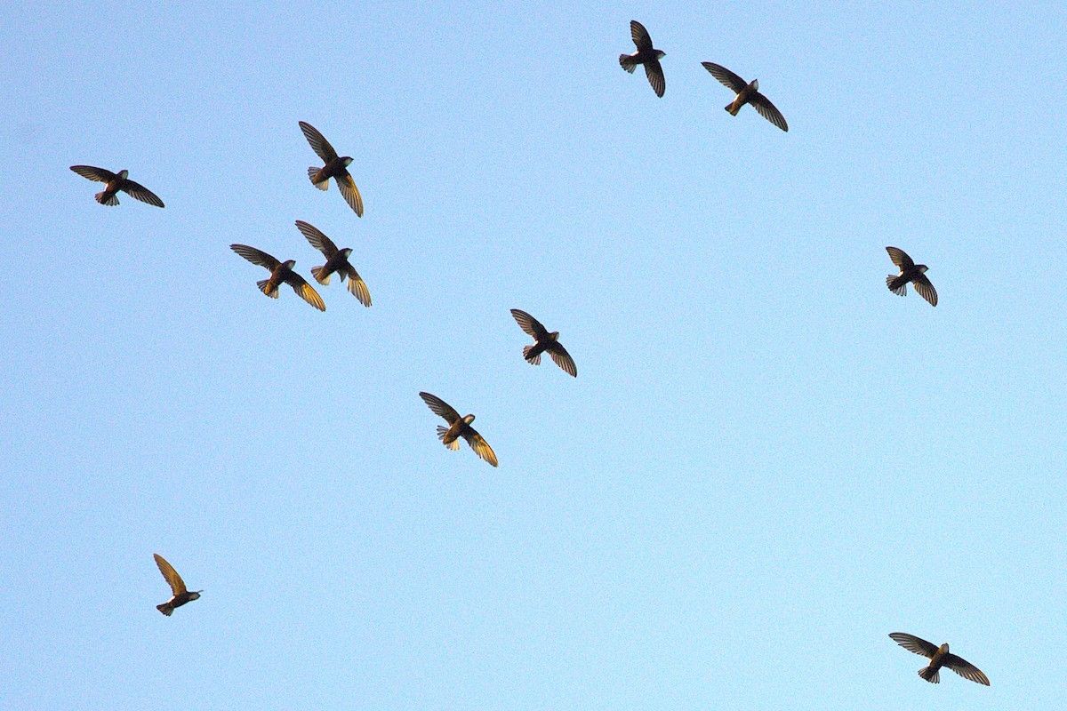 Little Swift - ML646915225