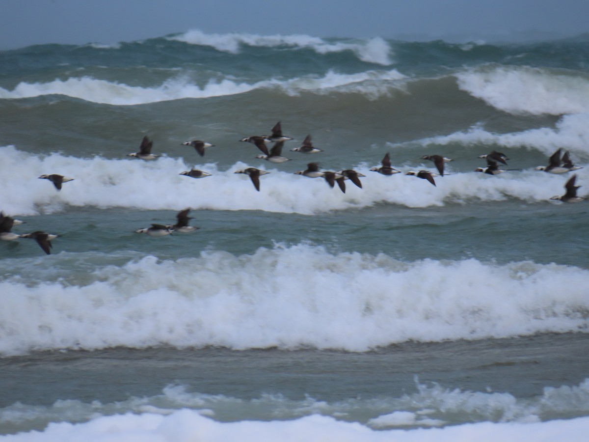 長尾鴨 - ML646915226