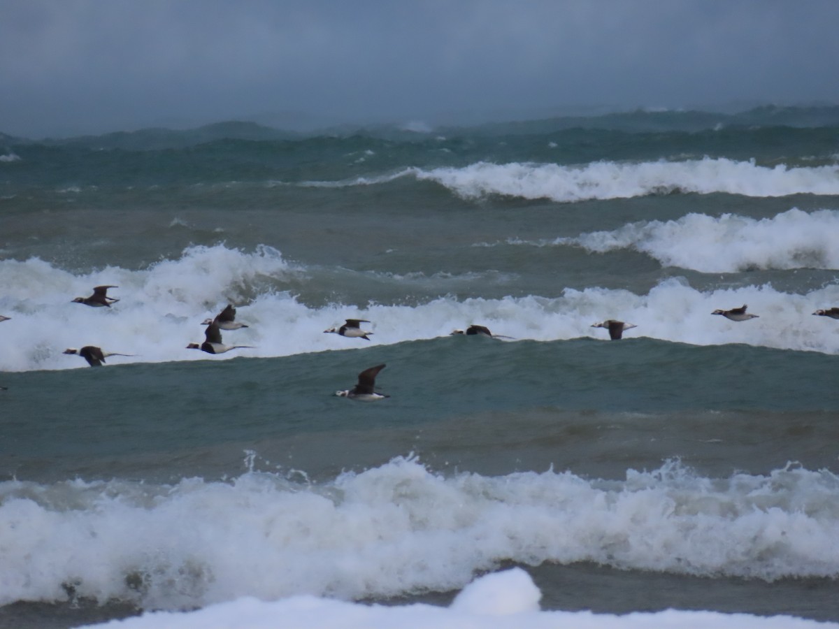 長尾鴨 - ML646915227