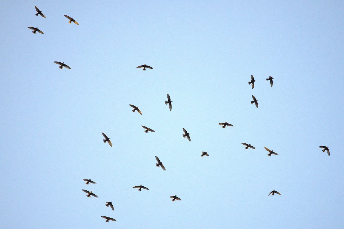 Little Swift - ML646915228