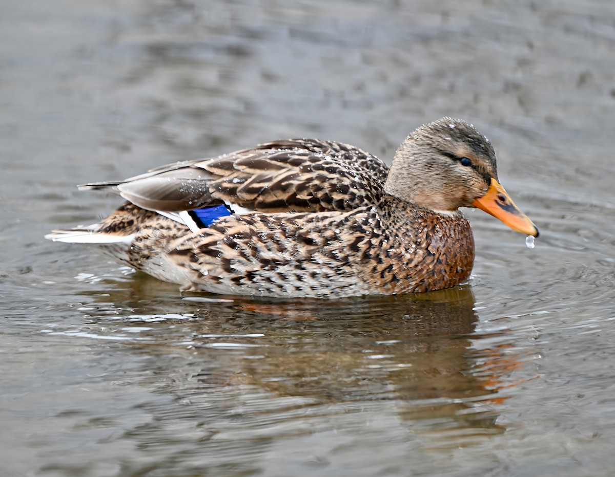 マガモ - ML646915235