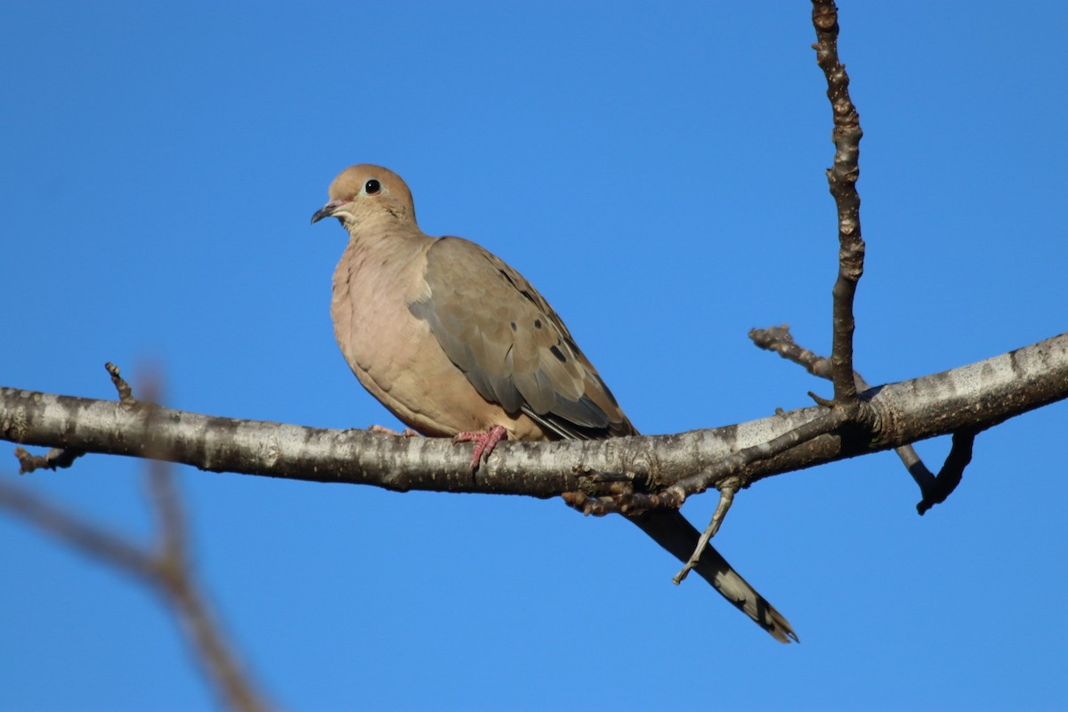 Mourning Dove - ML646915237