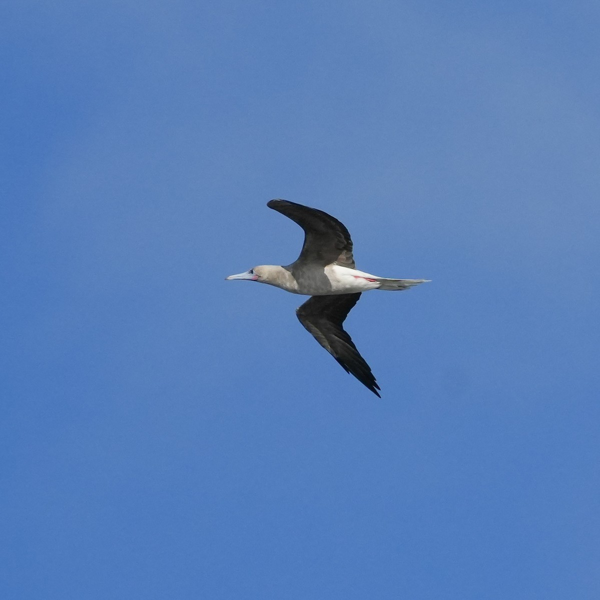 Zanga hankagorria - ML646915240