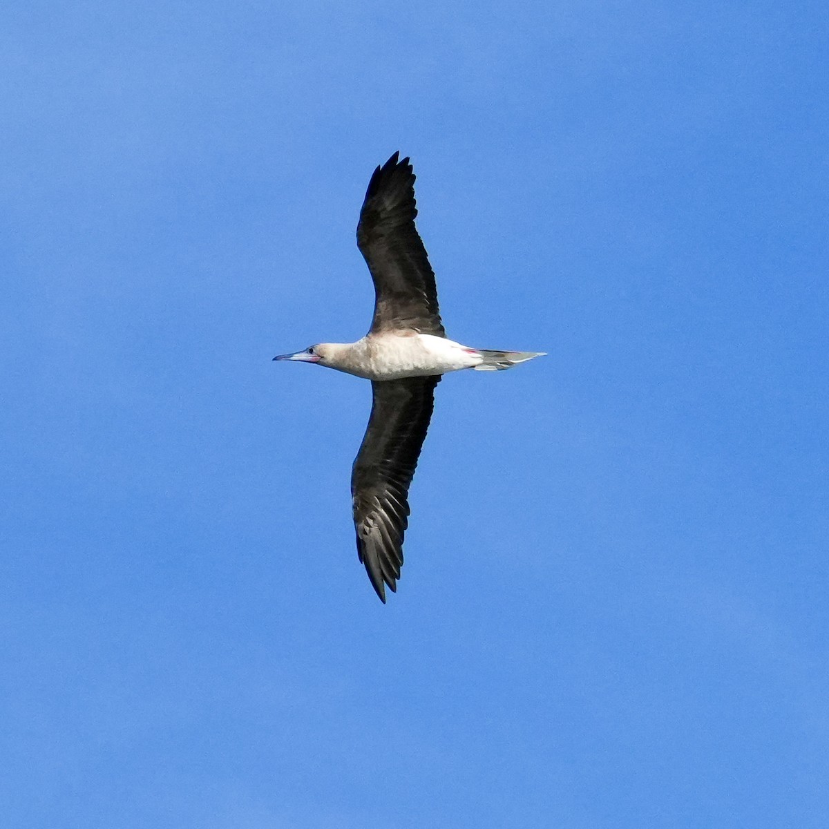 Zanga hankagorria - ML646915241