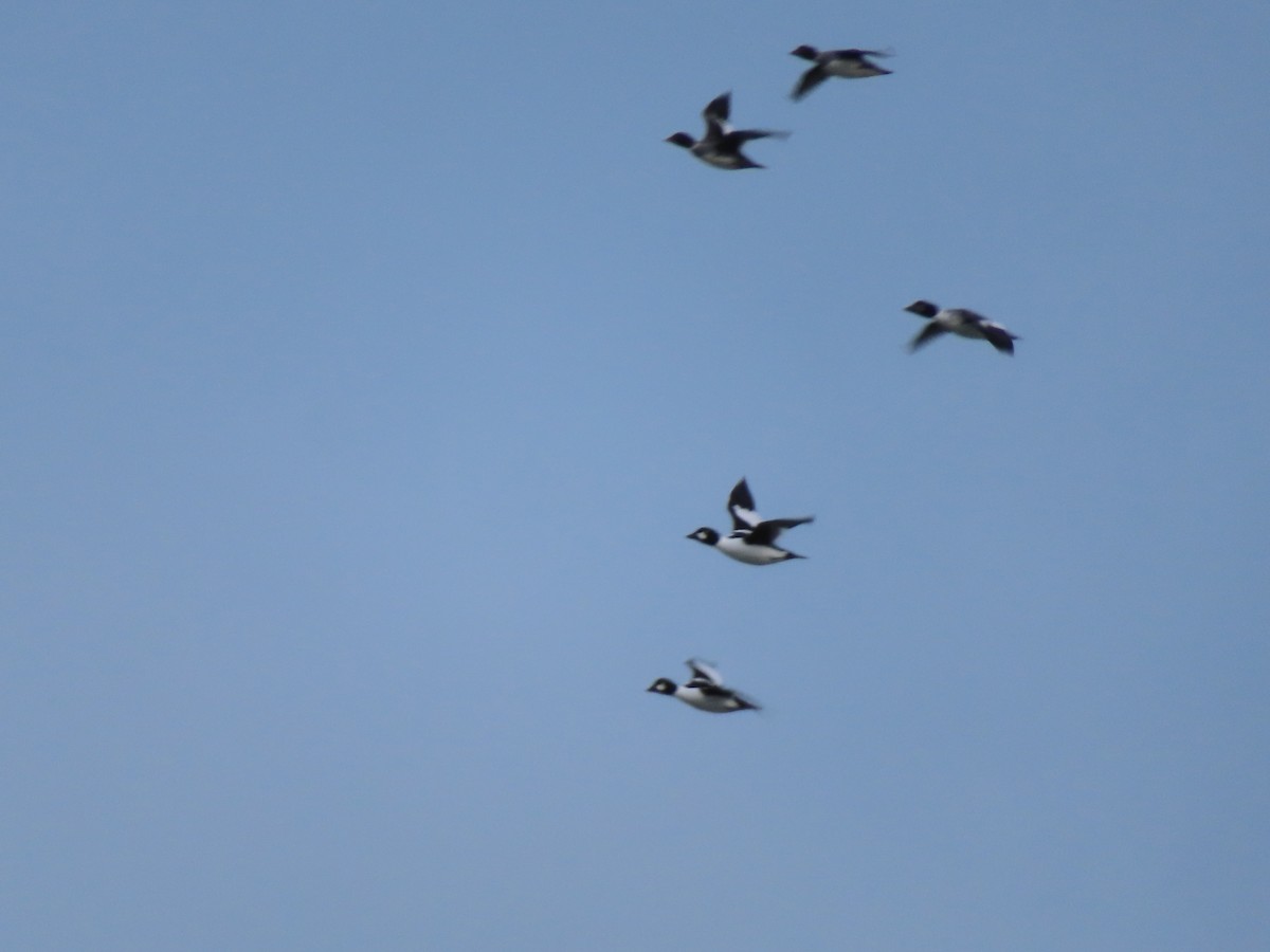 Common Goldeneye - ML646915242