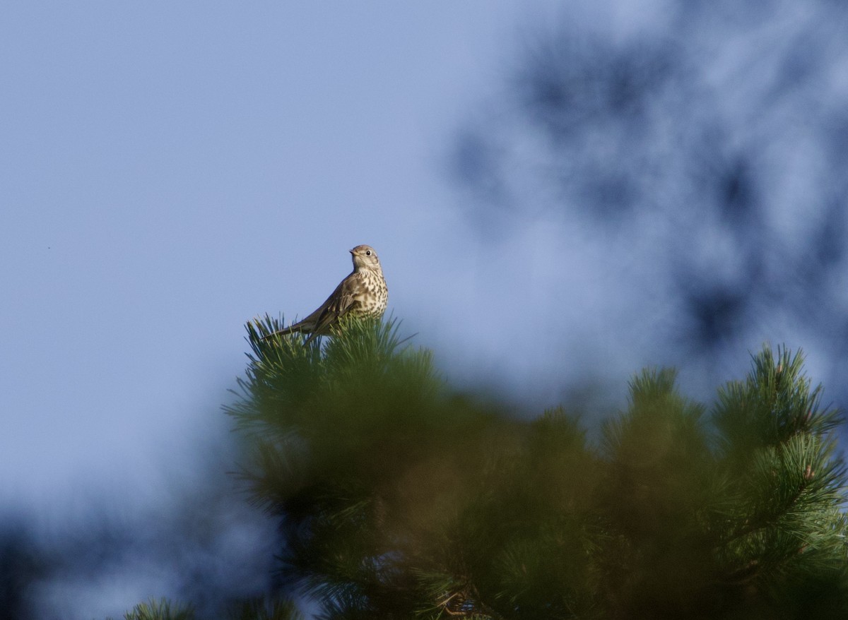 Mistle Thrush - ML646915244