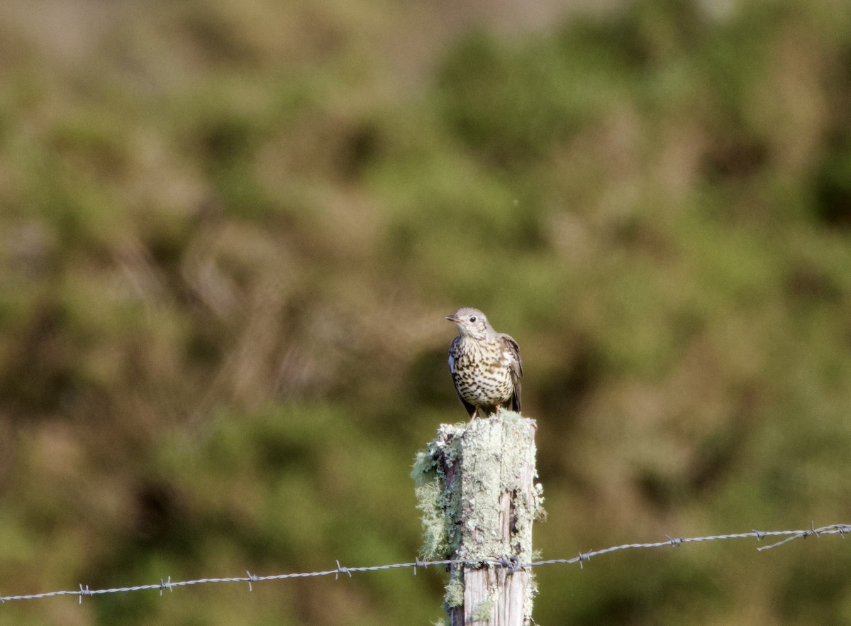 Mistle Thrush - ML646915245