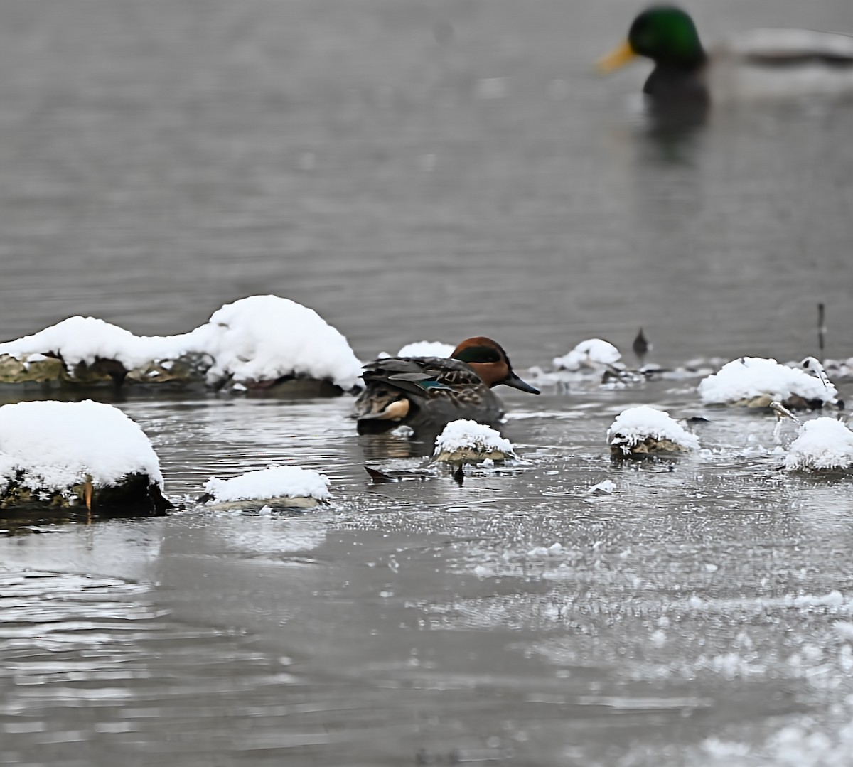 コガモ - ML646915249