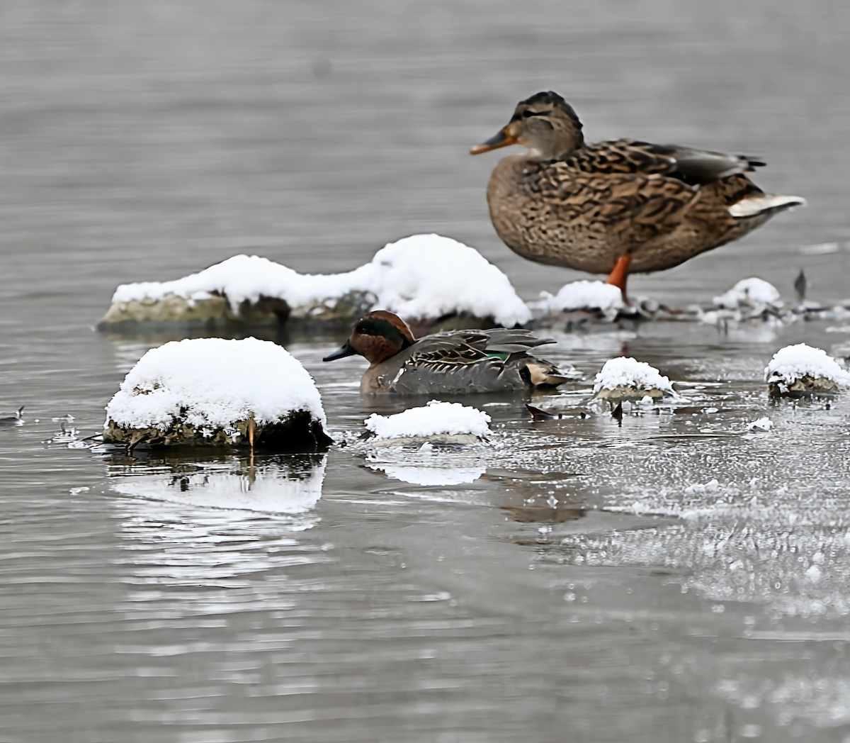 コガモ - ML646915250