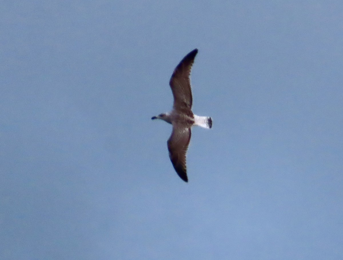 Great Black-backed Gull - ML646915251