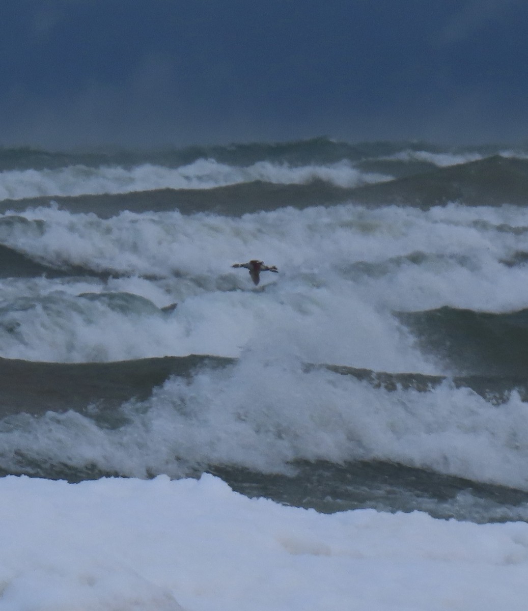 角鸊鷉 - ML646915257