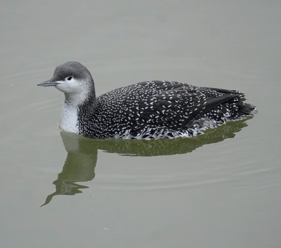 Strolaga minore - ML646915261