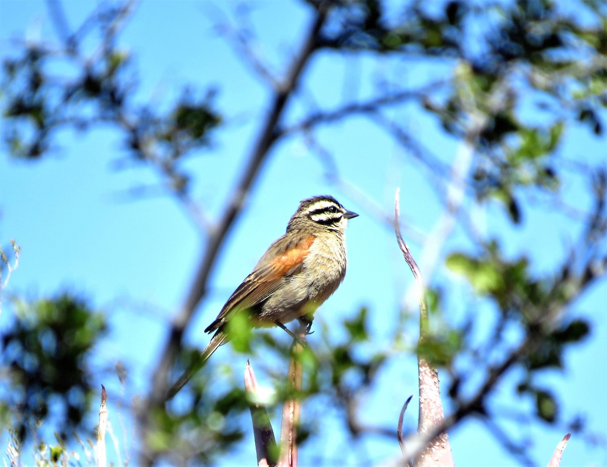 Cape Bunting - ML646915268