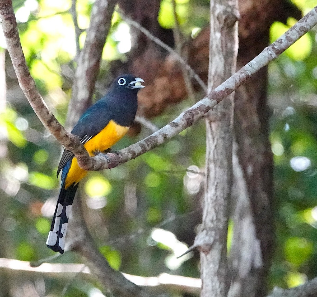 ズグロハグロキヌバネドリ - ML646915269