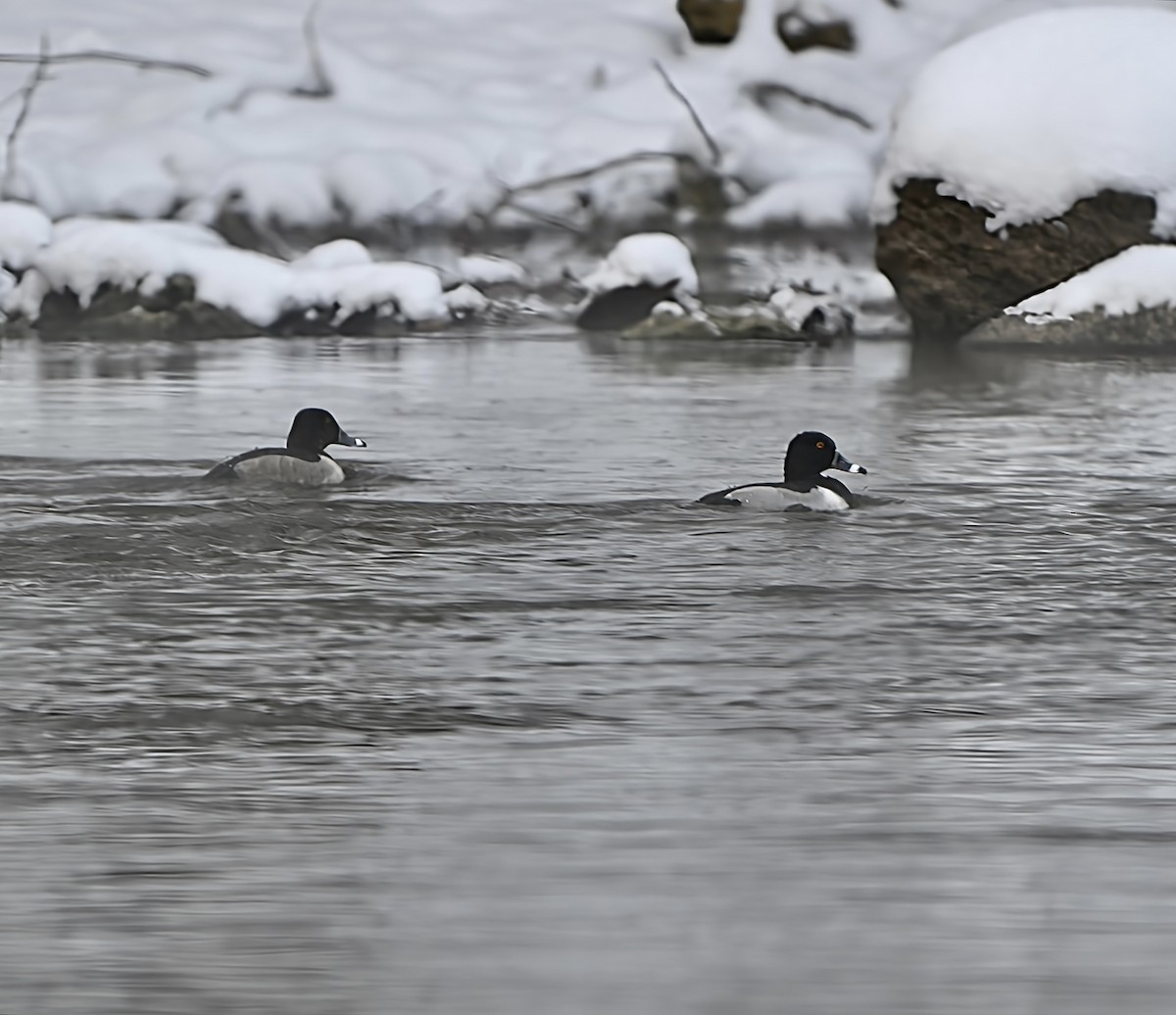 クビワキンクロ - ML646915270