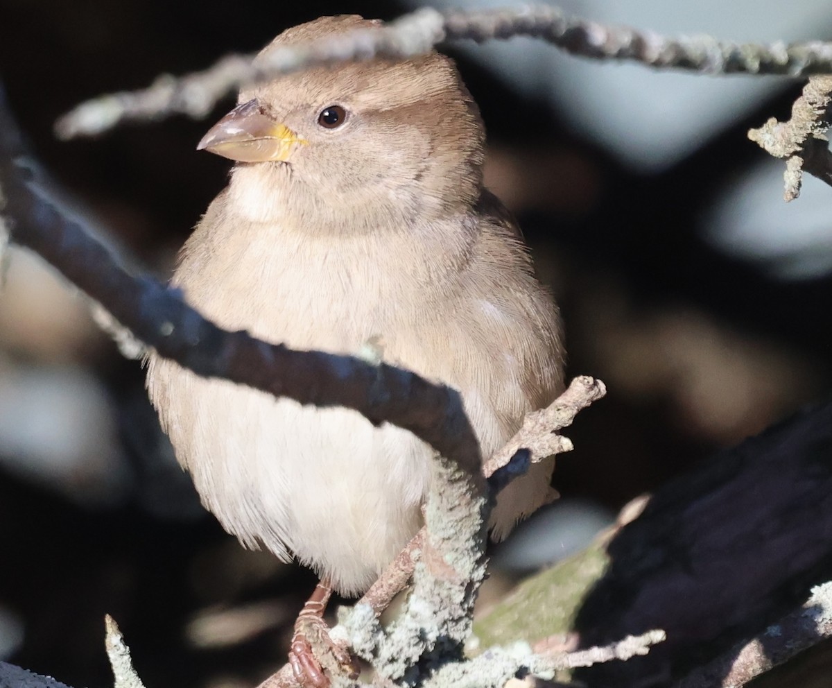 Gorrión Común - ML646915272