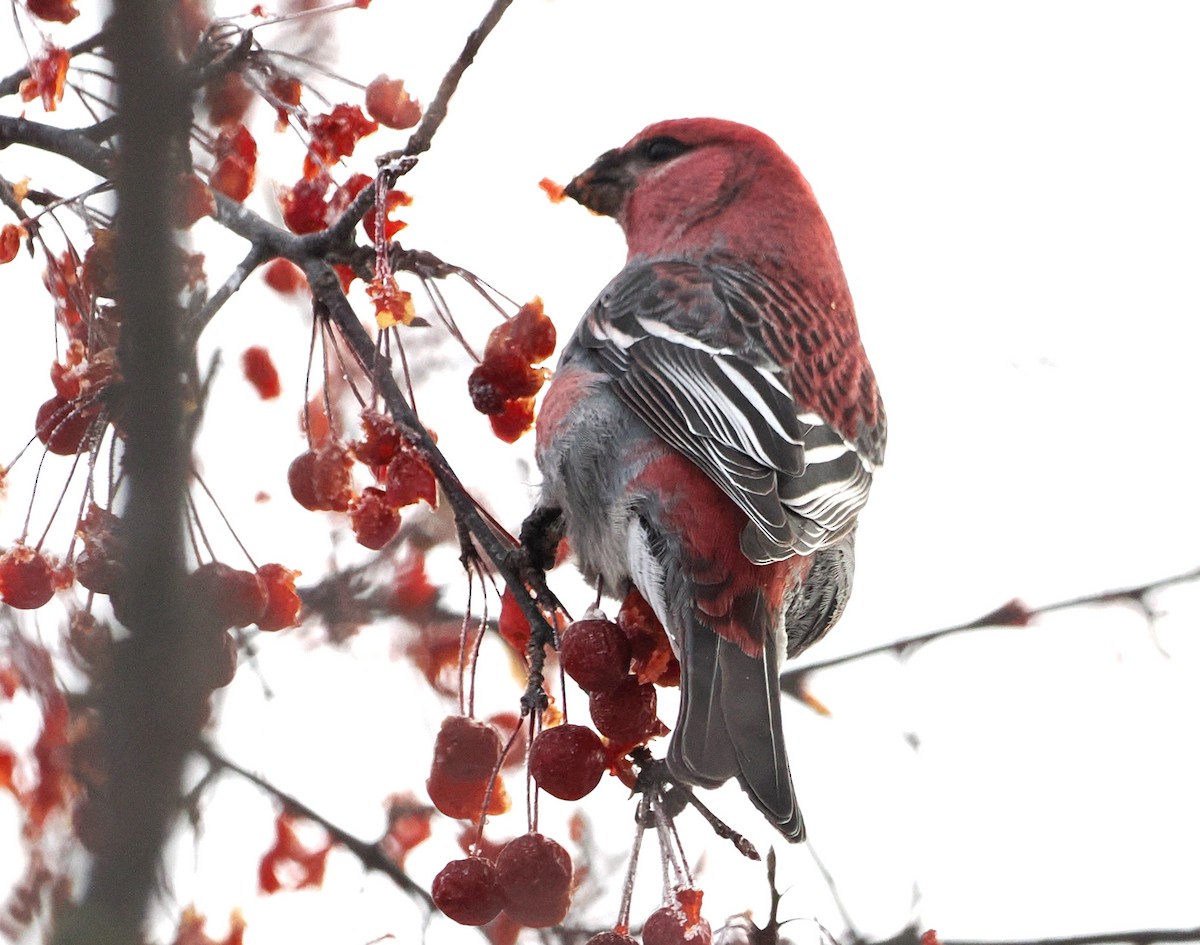 Pine Grosbeak - ML646915274