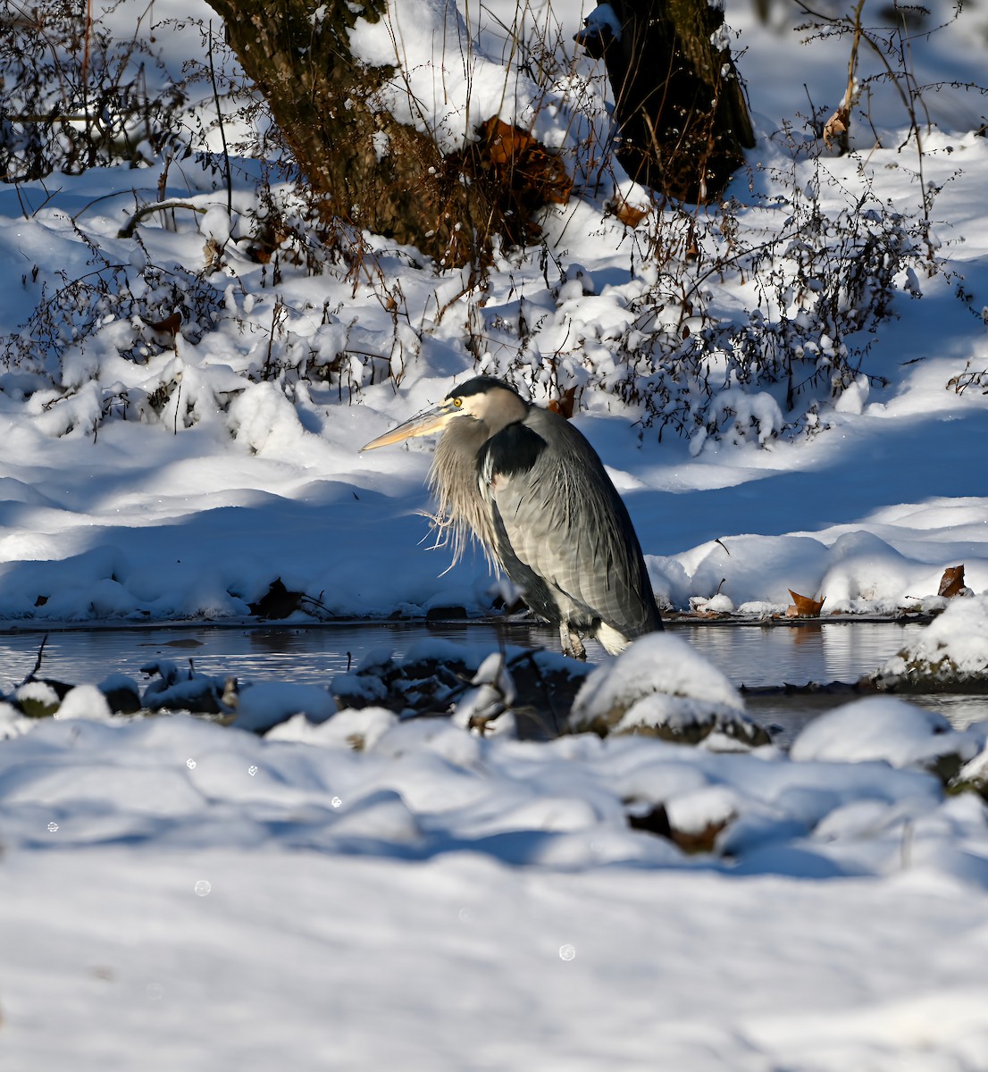 オオアオサギ - ML646915278