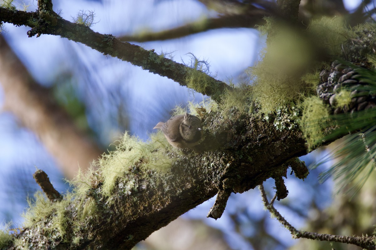 Crested Tit - ML646915283