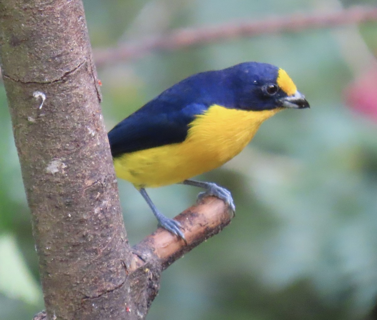 Violaceous Euphonia - ML646915285
