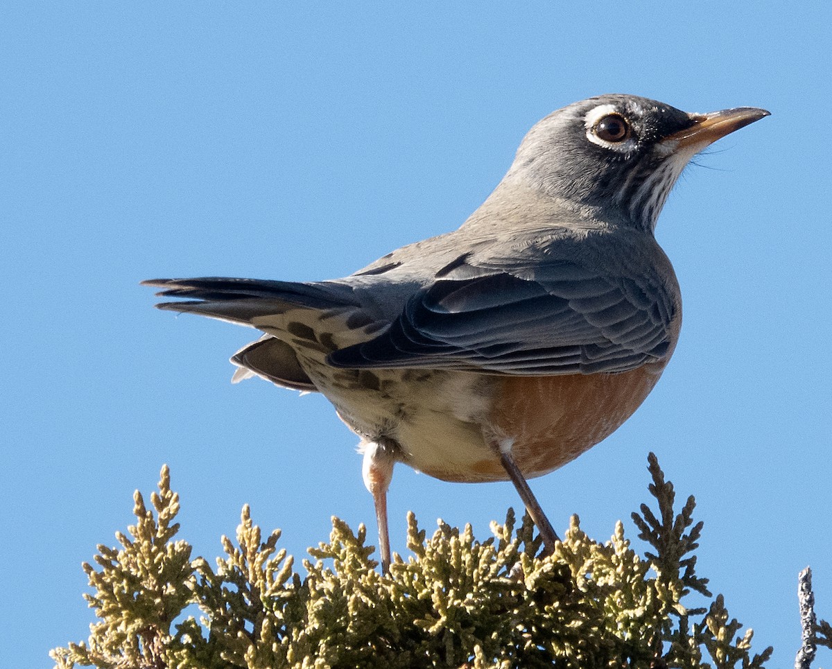 American Robin - ML646915286