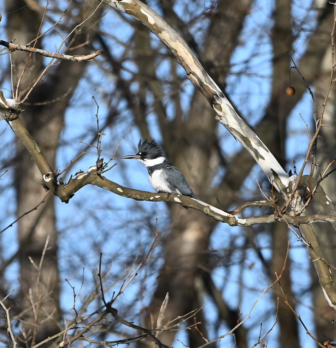 アメリカヤマセミ - ML646915288