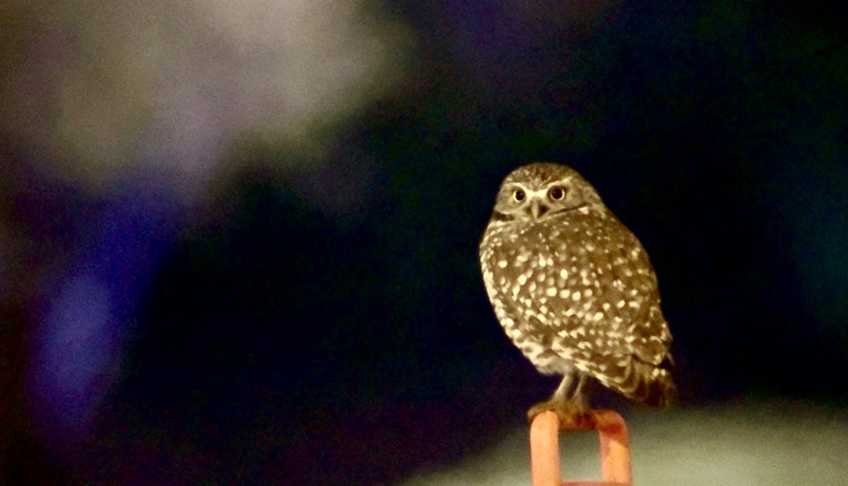 Chevêche des terriers - ML646915294