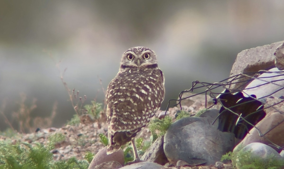 Chevêche des terriers - ML646915295