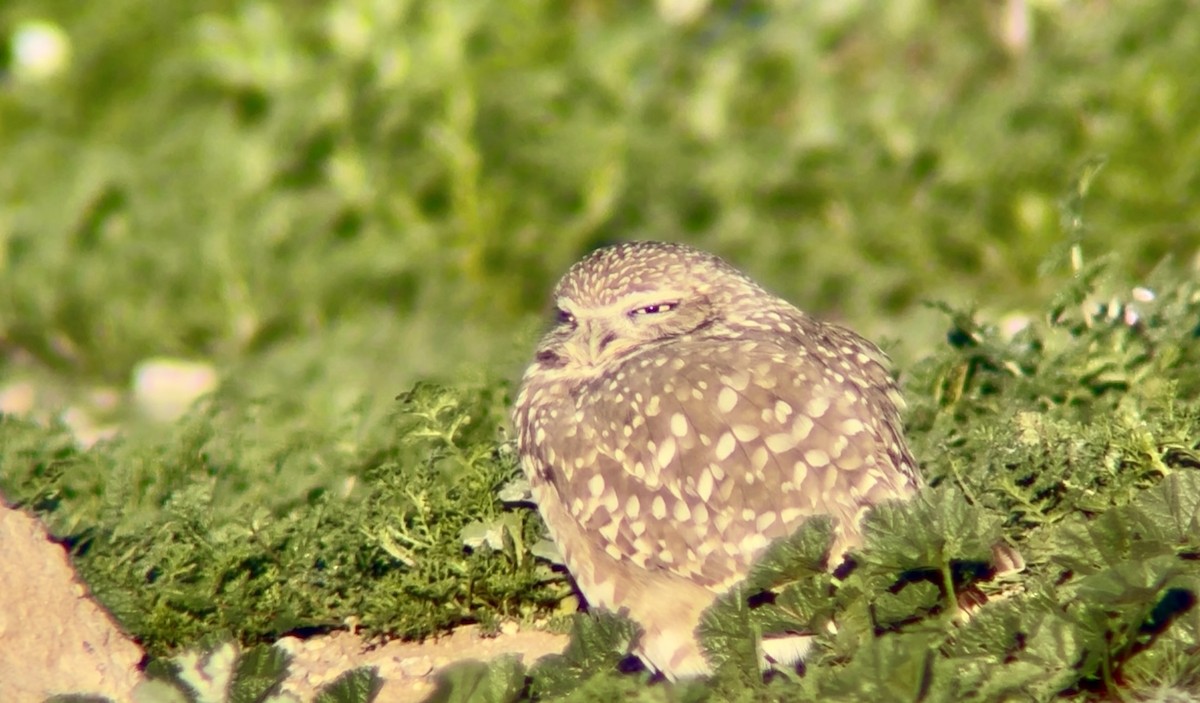 Chevêche des terriers - ML646915296
