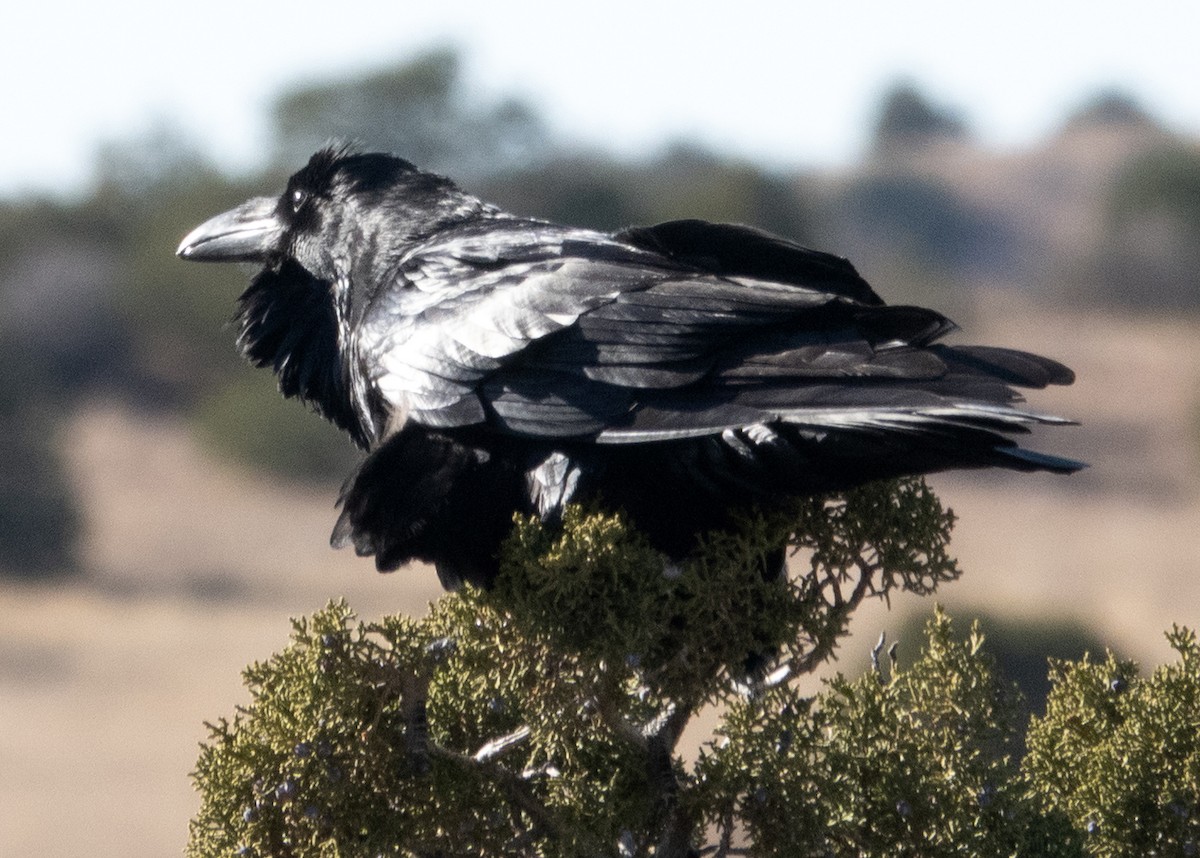 Common Raven - ML646915297