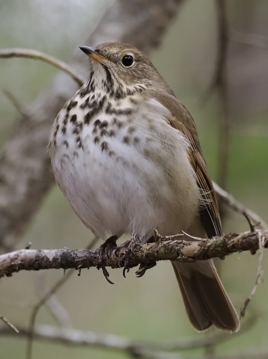 Tordo di Pallas - ML646915305