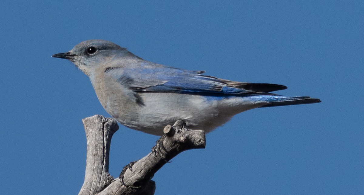 Mountain Bluebird - ML646915310